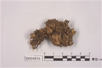 藏品(霜地卷)的圖片